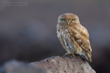 Little Owl (Athene noctua ssp indigena)