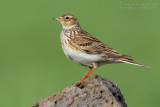 Eurasian Skylark (Alauda arvensis ssp armenica)