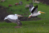 White Pelican (Pelecanus onocrotalus) and Dalmatian Pelican (Pelecanus crispus)