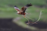 Marsh Harrier (Circus aeruginosus)