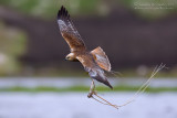 Marsh Harrier (Circus aeruginosus)