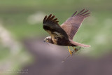 Marsh Harrier (Circus aeruginosus)