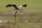 Marsh Harrier (Circus aeruginosus)