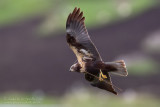 Marsh Harrier (Circus aeruginosus)
