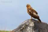 Long-legged Buzzard (Buteo rufinus)