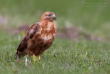 Long-legged Buzzard (Buteo rufinus)