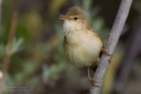 Marsh Warbler (Acrocephalus palustris)