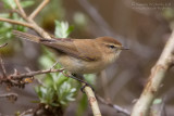 Caucasian Chiffchaff (Phylloscopus lorenzii)