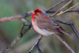 Scarlet Rosefinch (Carpodacus erythrinus ssp kubanensis)