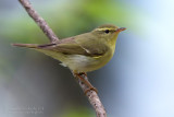 Green Warbler (Phylloscopus nitidus)