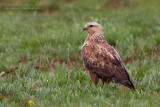 Long-legged Buzzard (Buteo rufinus)