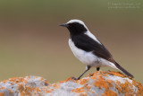 Finschs Wheatear (Oenanthe finschii)