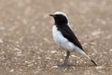 Finschs Wheatear (Oenanthe finschii)