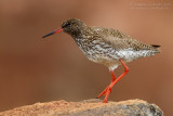 Redshank (Tringa totanus)