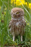 Little Owl (Athene noctua ssp indigena)