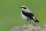 Northern Wheatear (Oenanthe oenanthe ssp libanotica)
