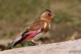 Eurasian Crimson-winged Finch (Rhodopechys alienus)