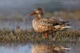 Northern Shoveler (Anas clypeata)