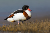 Shelduck (Tadorna tadorna)