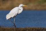 Great White Egret (Casmerodius albus)