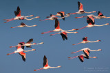Flamingo (Phoenicopterus roseus)