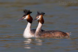 Great Crested Grebe (Podiceps cristatus)