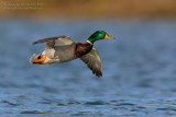 Mallard (Anas platyrhynchos)