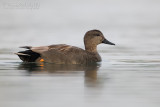 Gadwall (Anas strepera)