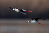 Black-winged Stilt (Himantopus himantopus)