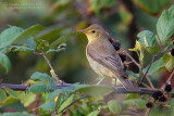 Icterine Warbler (Hippolais icterina)