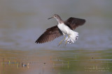 Green Sandpiper (Tringa ochropus)