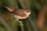 Eurasian Reed Warbler (Acrocephalus scirpaceus)