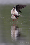 Black-winged Stilt (Himantopus himantopus)