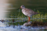 Spotted Redshank (Tringa erythropus)