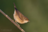 Eurasian Reed Warbler (Acrocephalus scirpaceus)