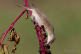 Garden Warbler (Sylvia borin)