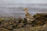 American Golden Plover (Pluvialis dominica)