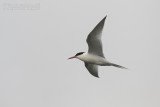Roseate Tern (Sterna di Dougall)