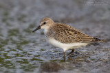 Semipalmated Sandpiper (Calidris pusilla)