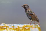 Common Starling (Sturnus vulgaris)