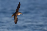 Yelkouan Shearwater (Puffinus yelkouan)