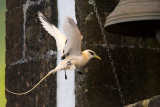 White-tailed Tropicbird (Phaethon lepturus)