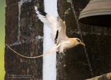 White-tailed Tropicbird (Phaethon lepturus)
