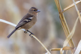 Chaffinch (Fringilla coelebs moreletti)