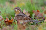 Wryneck (Jynx torquilla)