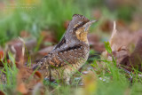 Wryneck (Jynx torquilla)