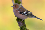 Chaffinch (Fringilla coelebs)