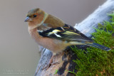 Chaffinch (Fringilla coelebs)