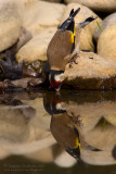 Eurasian Goldfinch (Carduelis carduelis)