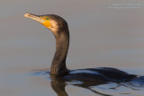 Great Cormorant (Phalacrocorax carbo)